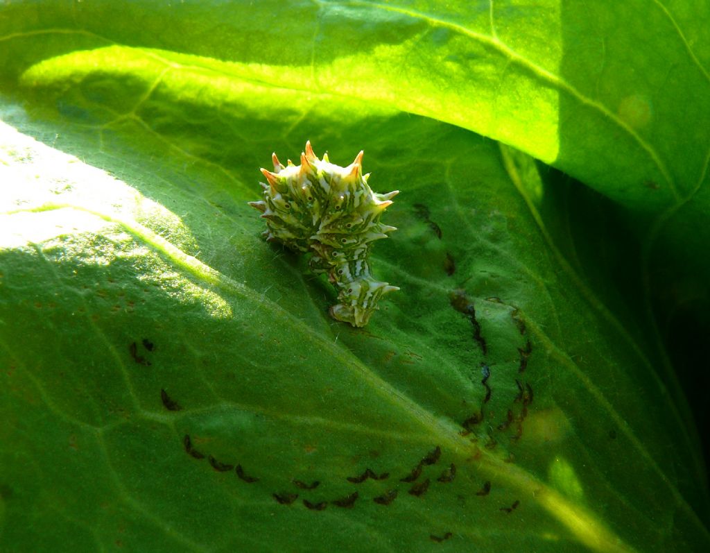 larva di  Apochima flabellaria (Geometridae)